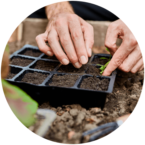 Manos plantando semillas