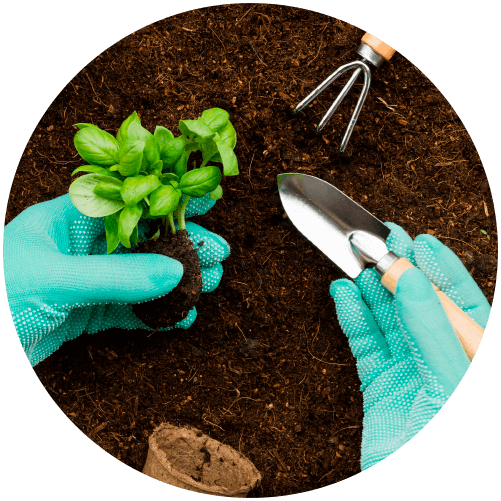 Manos plantando una planta